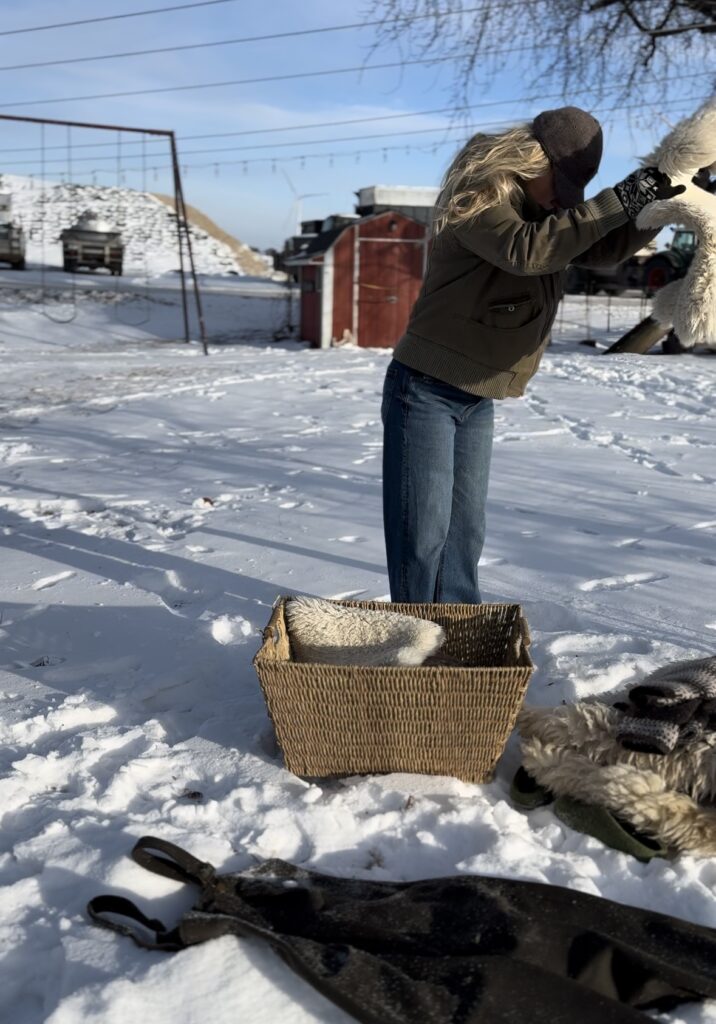 beating wool hides