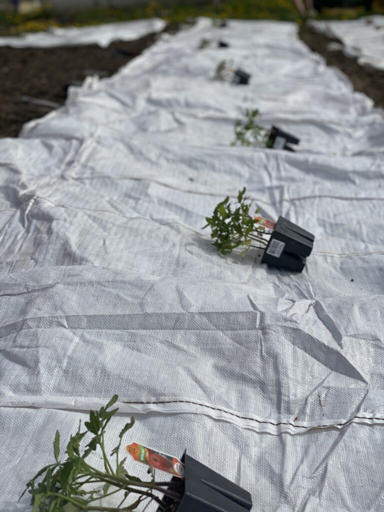 starting seeds