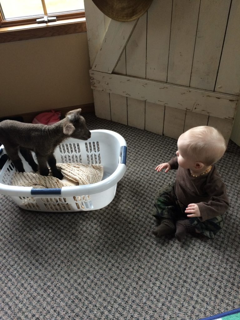 lamb babies