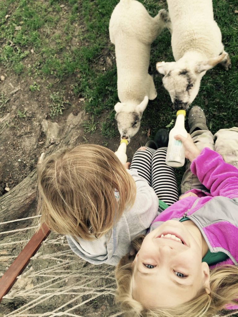 sheep chores