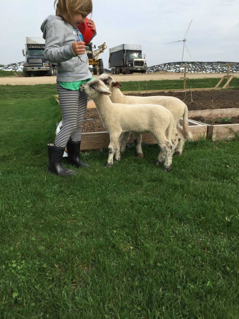 teenage lambs