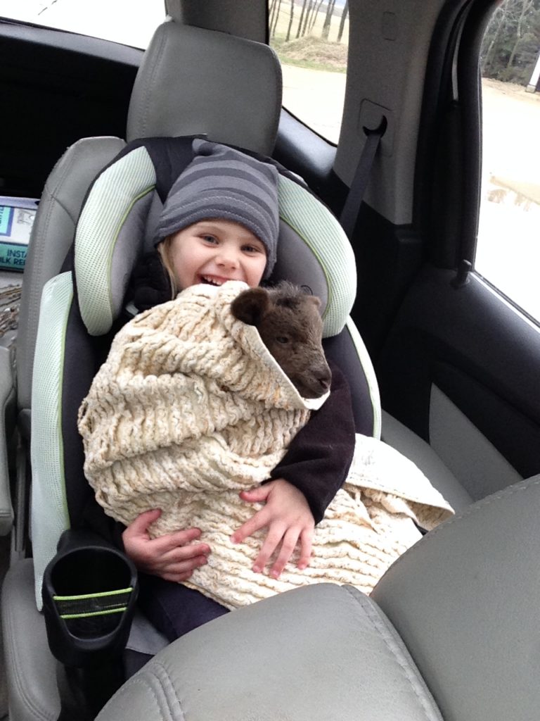 lambs in carseats