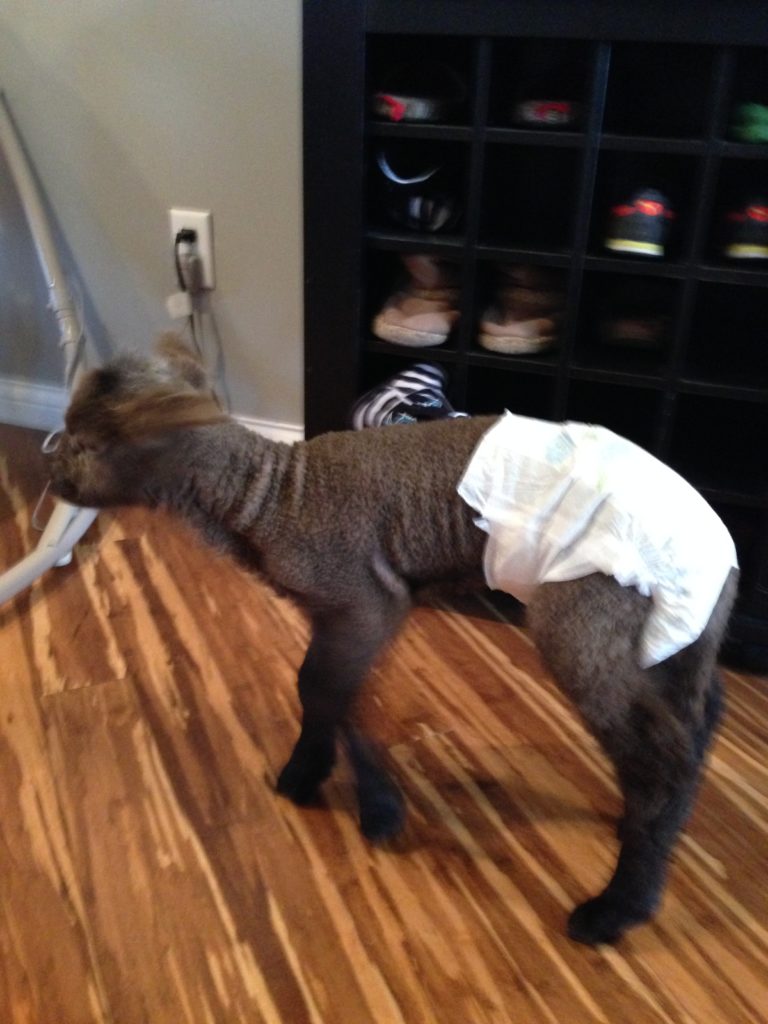 lamb in diapers