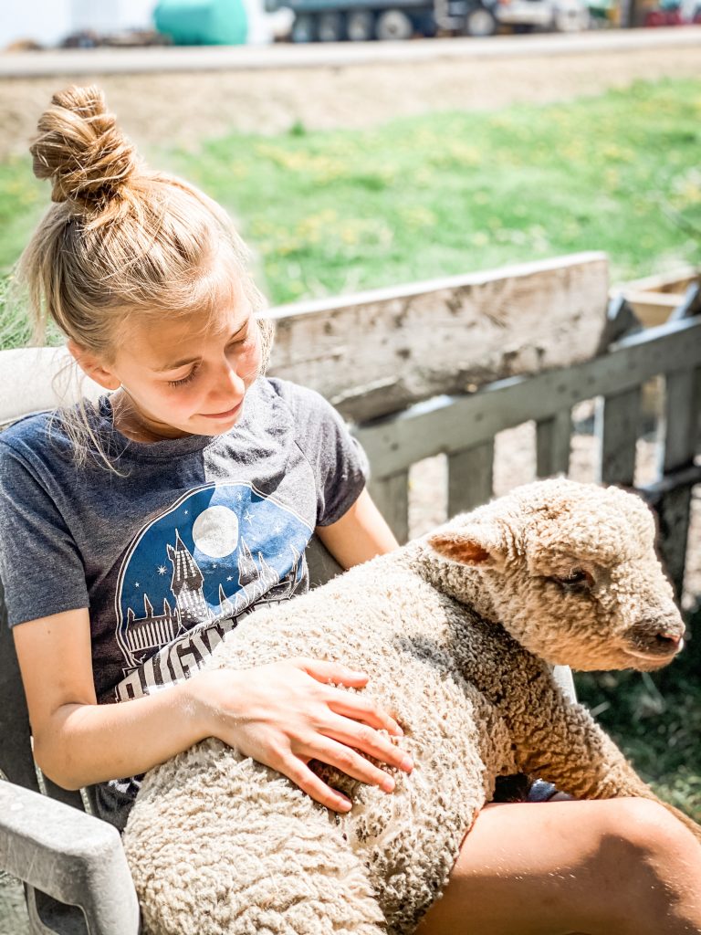 holding a southdown babydoll sheep