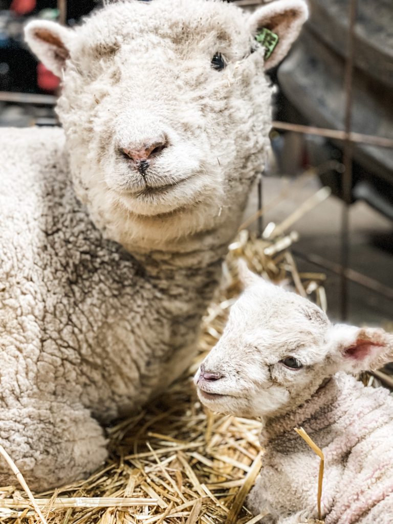 Southdown Babydoll momma and baby sheep