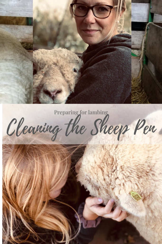 pinnable image lambs