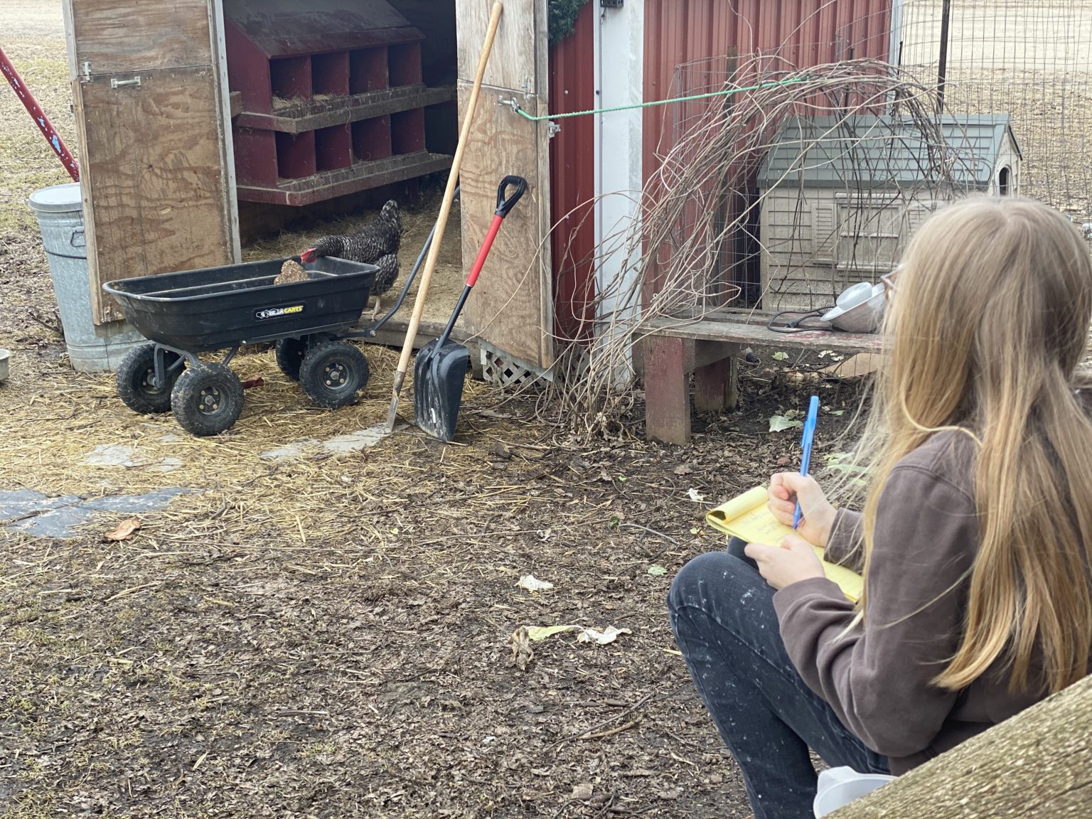 Chicken Wing Clipping Guide Learn How To Cut your Chickens' Wings