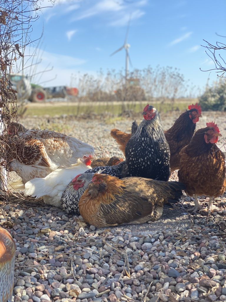 chickens on a farm