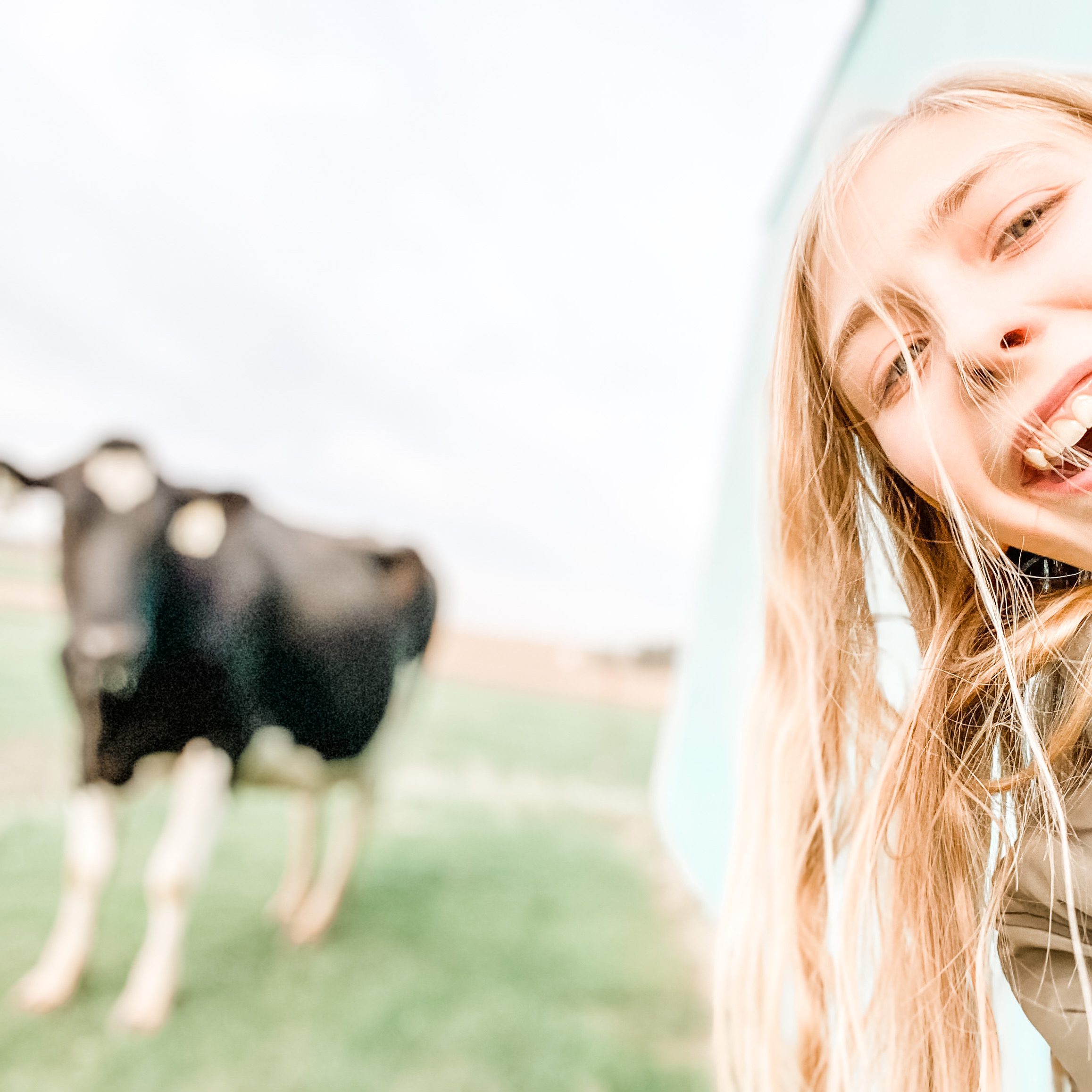 milk cows