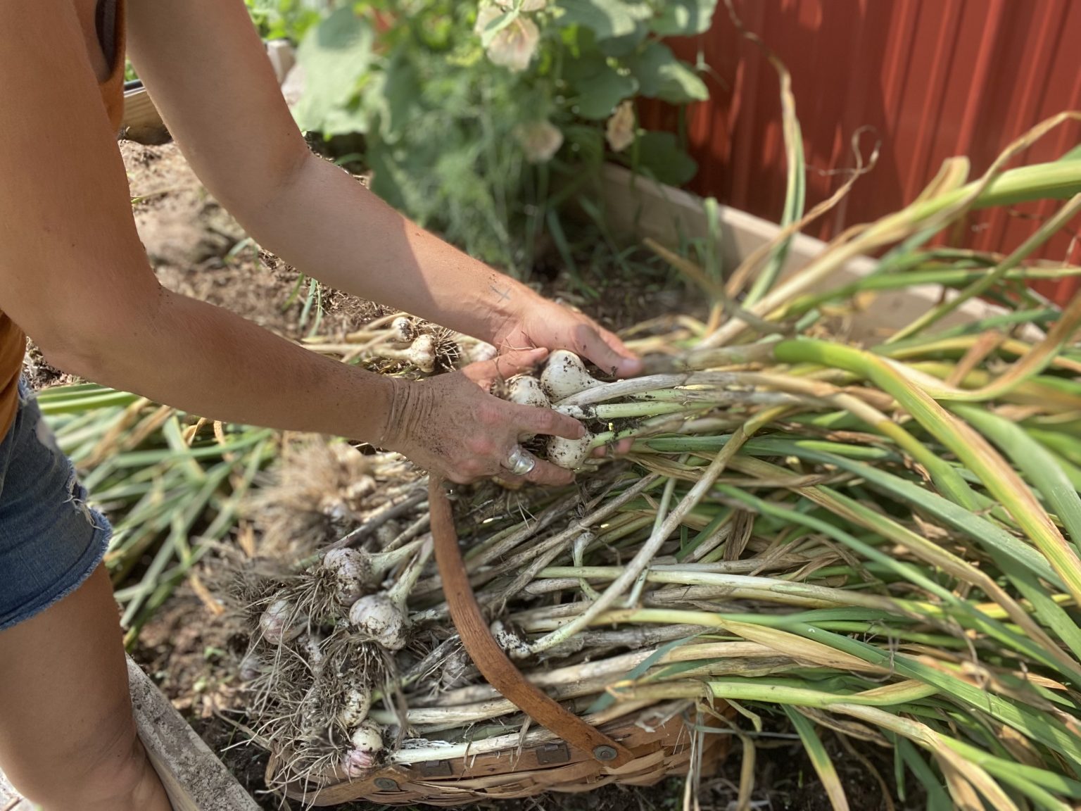 How to Harvest and Store your Garlic - Hearty Sol