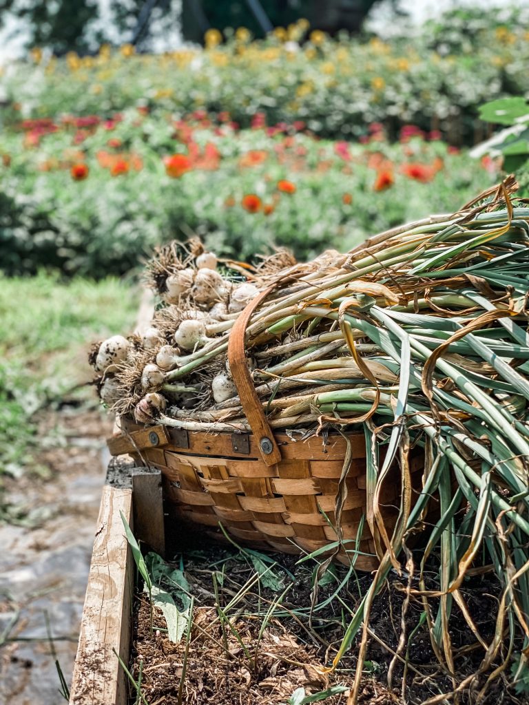 garlic in a vintage basket