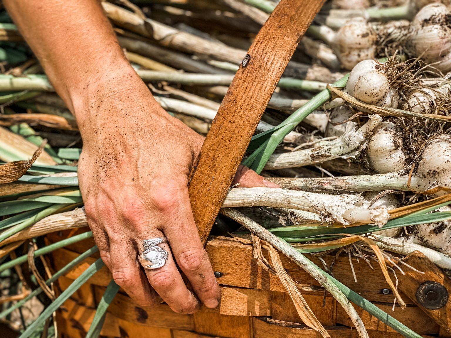 How to Harvest and Store your Garlic Hearty Sol