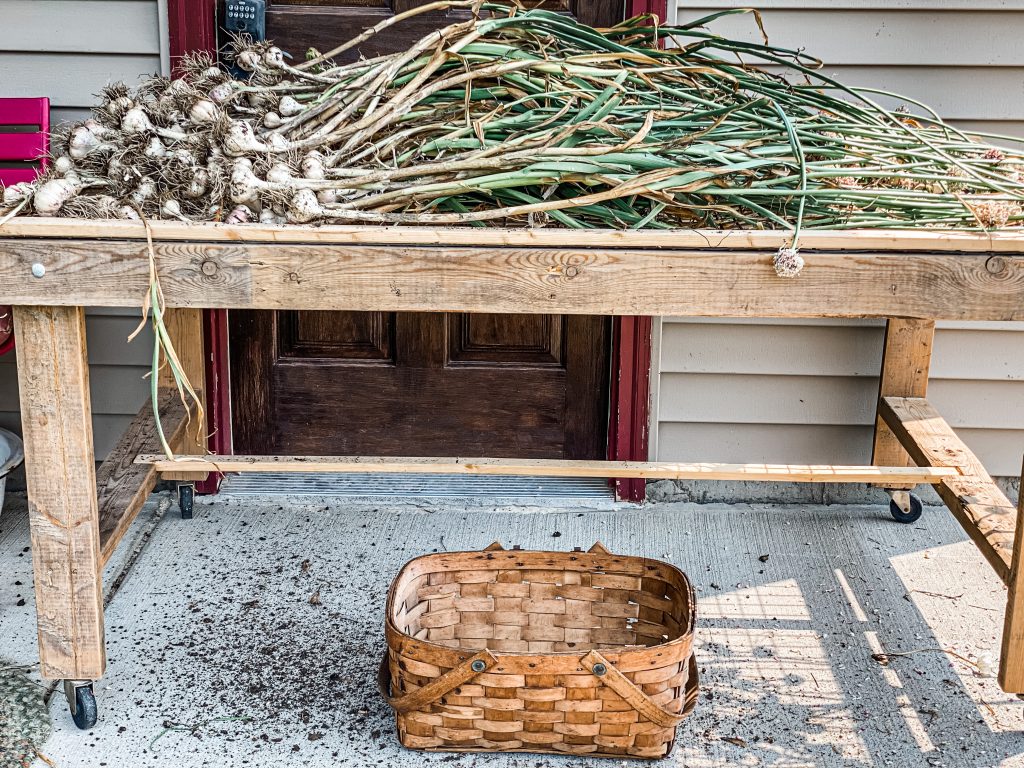 garlic curing on table