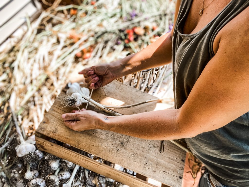 steps to braid garlic 