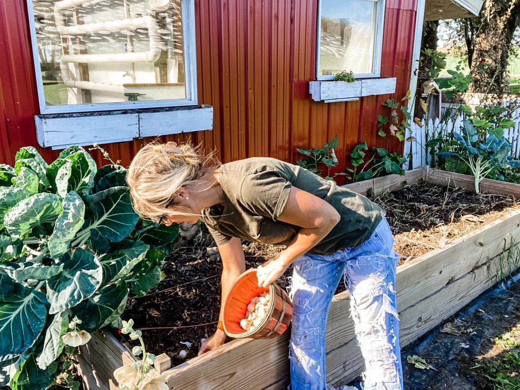 hearty sol sitting on the edge of my raised bed, holding a red bushel basket of garlic cloves