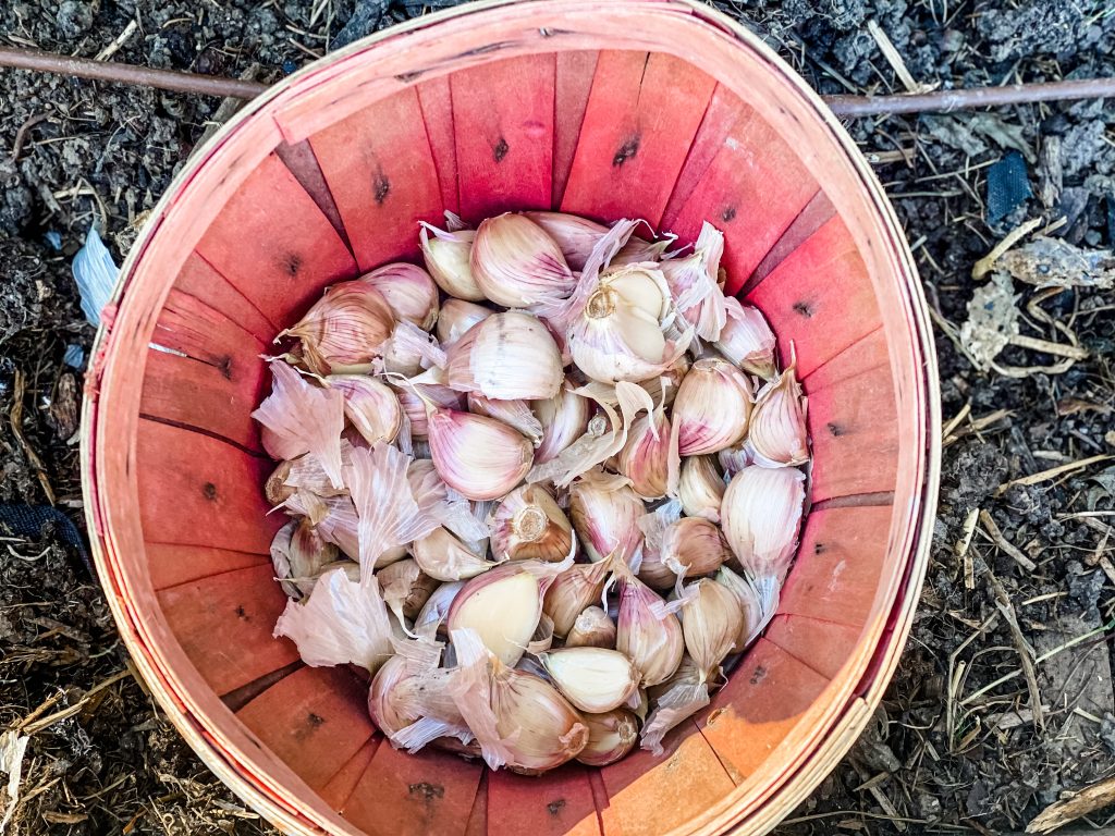 Garlic in a red bushel basket