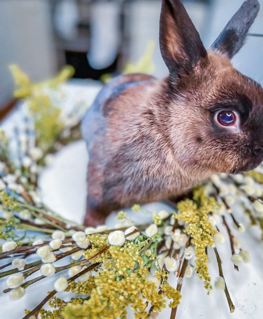 pussy willow wreath with otis the bunny