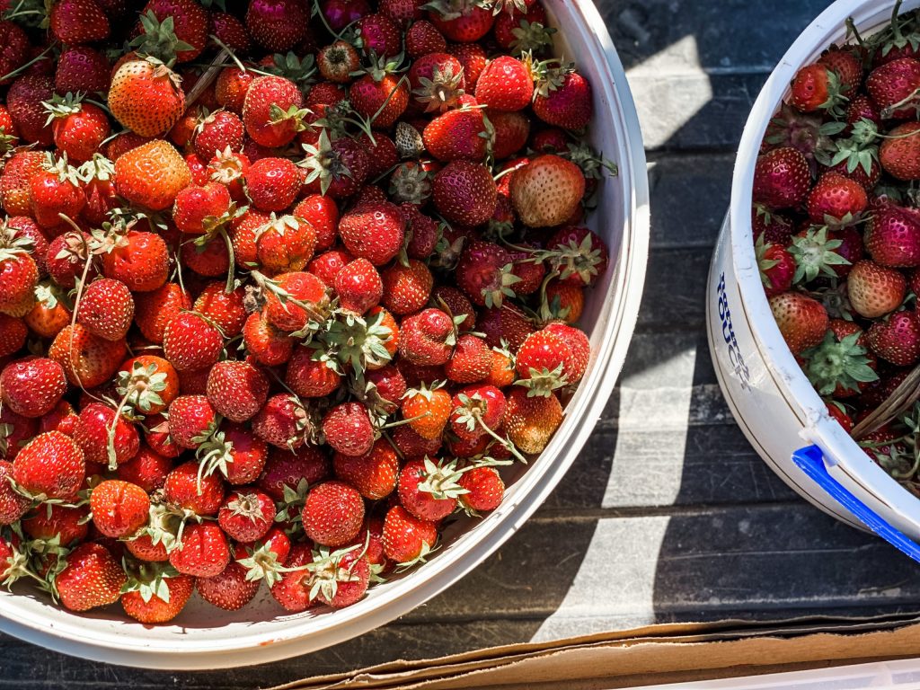 strawberries in a bucket