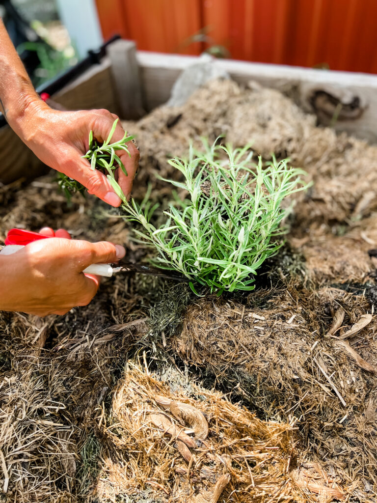 clipping bits of rosemary in the garden