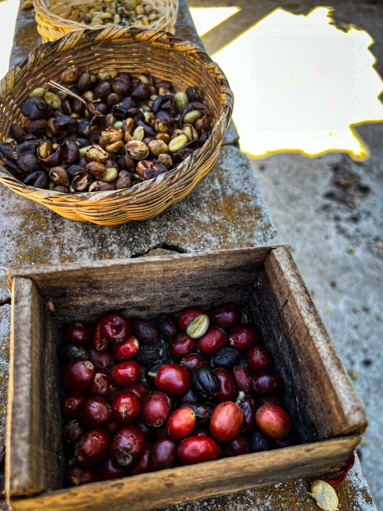 coffee berries in different stages