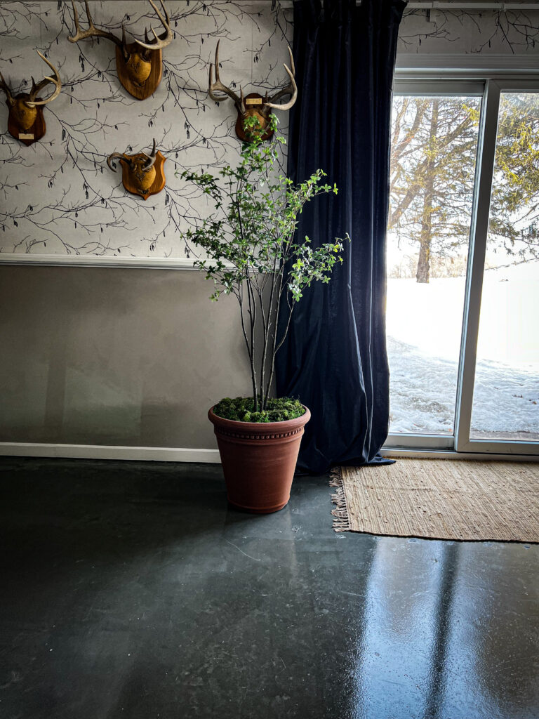 shinny floors with wallpaper and roman clay