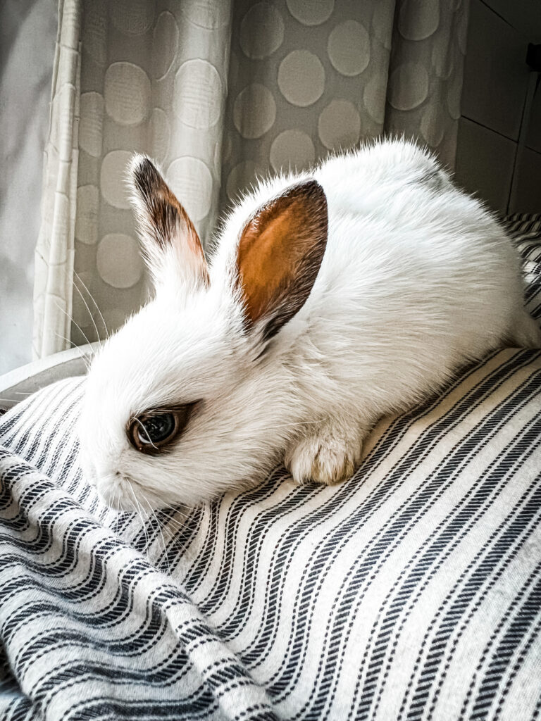 Outdoor shop pet rabbit