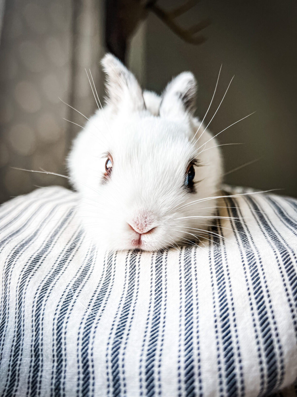 Why we keep a Backyard Rabbit Benefits of a Garden Rabbit