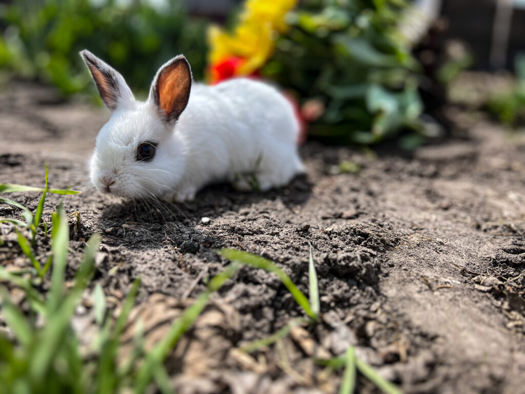 bunny in the garden