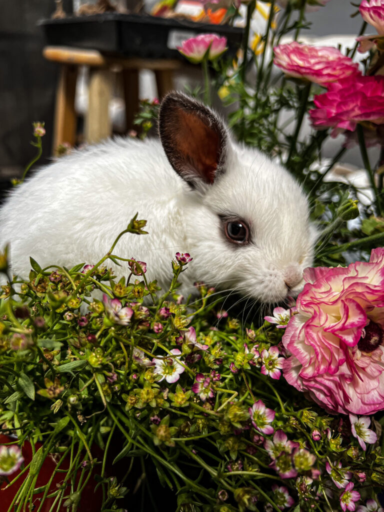 pip and the flowers