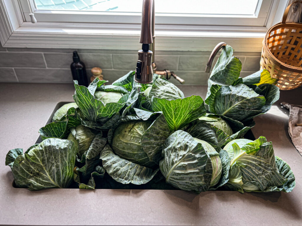 sink full of cabbage