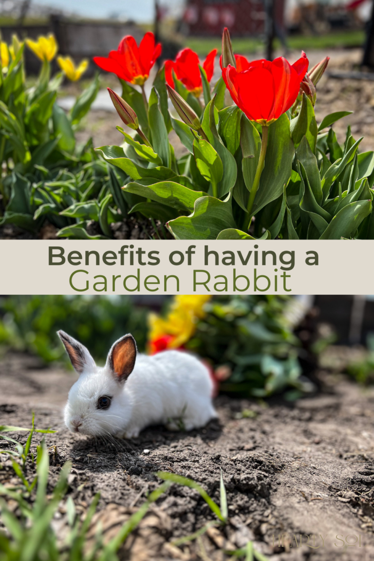 Why we keep a Backyard Rabbit Benefits of a Garden Rabbit