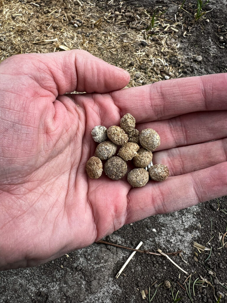 handful of rabbit pellets