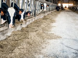 dairy farm female cattle