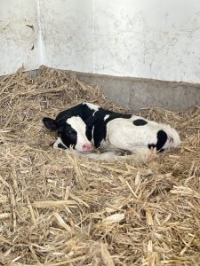 dairy farm calf