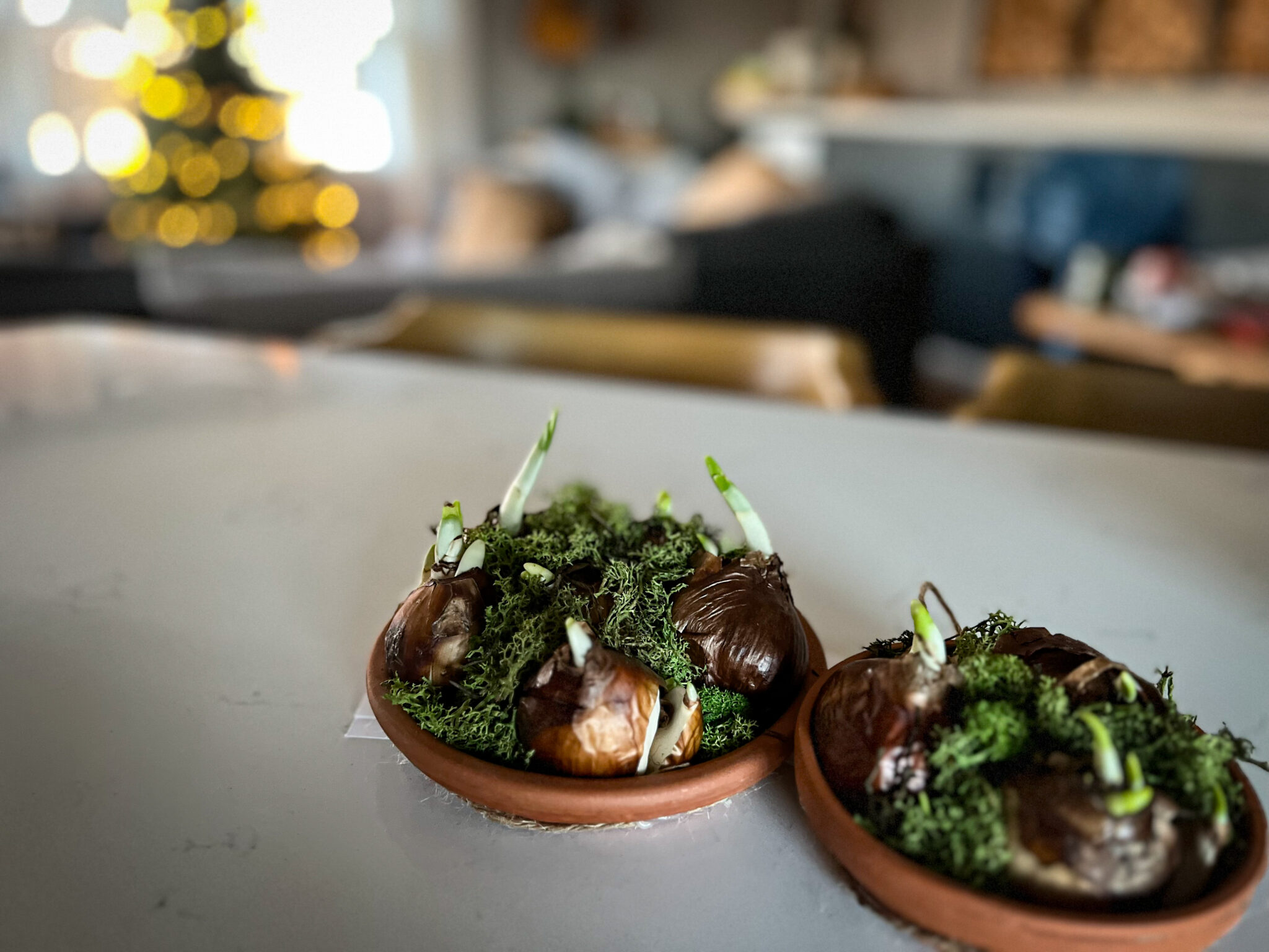 How to force Paperwhite Bulbs for Christmas Hearty Sol