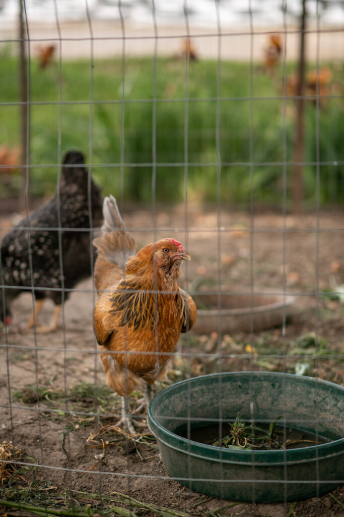 Chicken on a farm 
