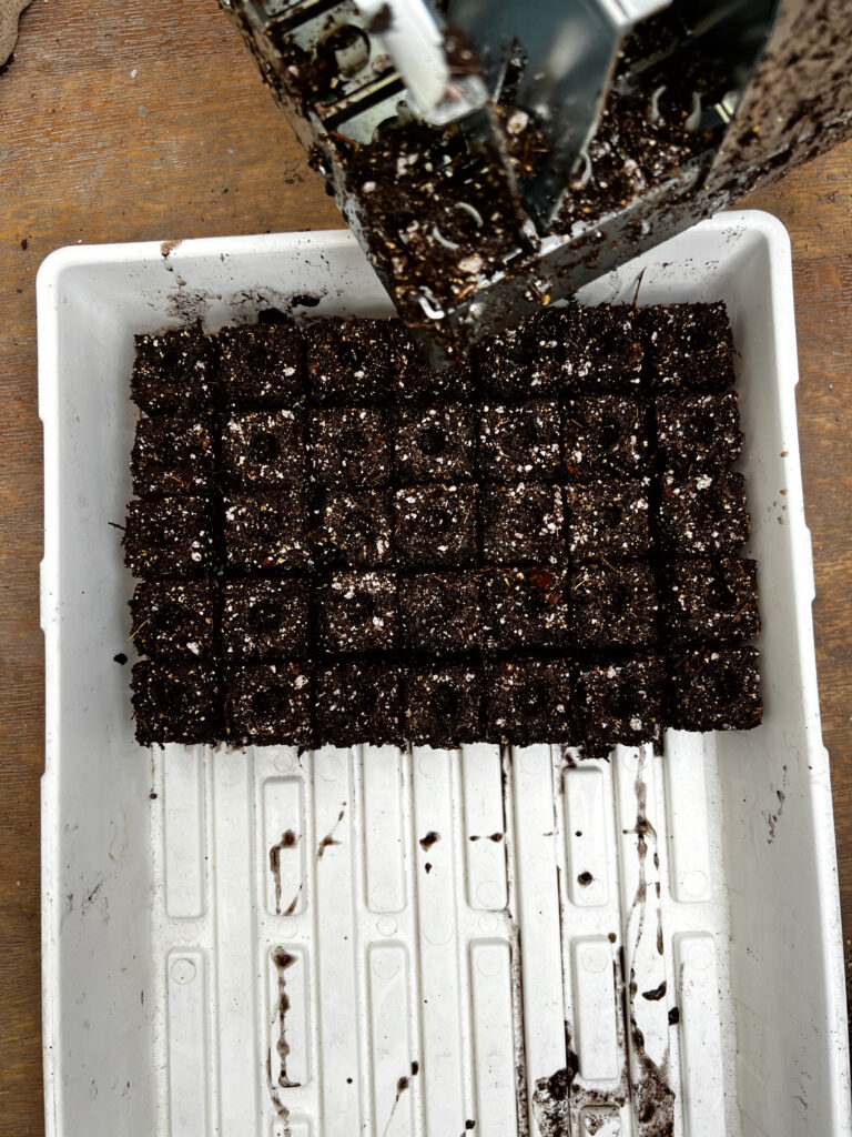 soil blocks in a tray