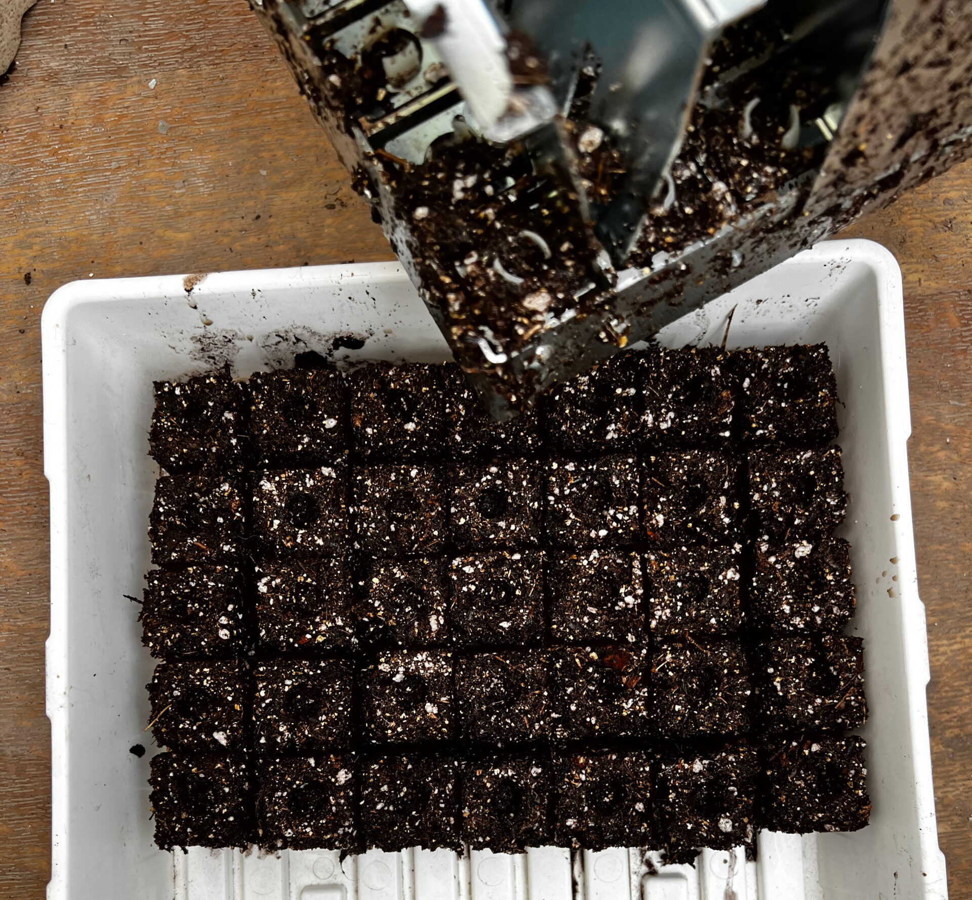 soil blocks in a tray