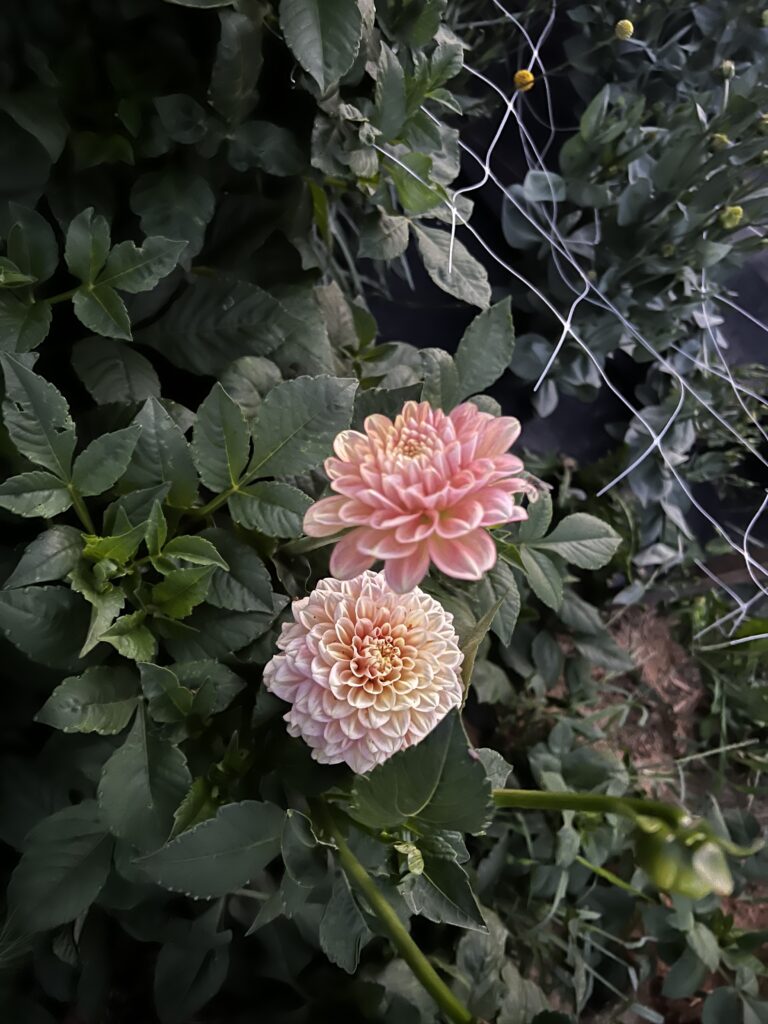 Dahlia Flowers