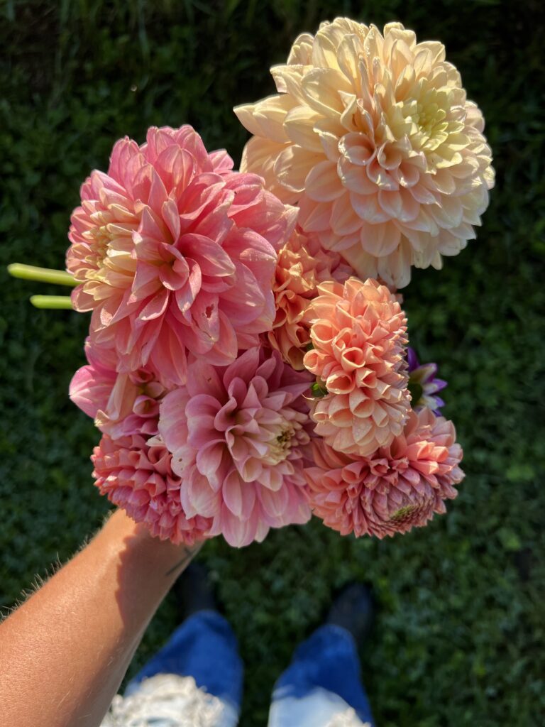 Picked Dahlias