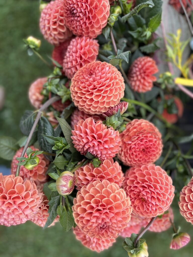 Pink Dahlias