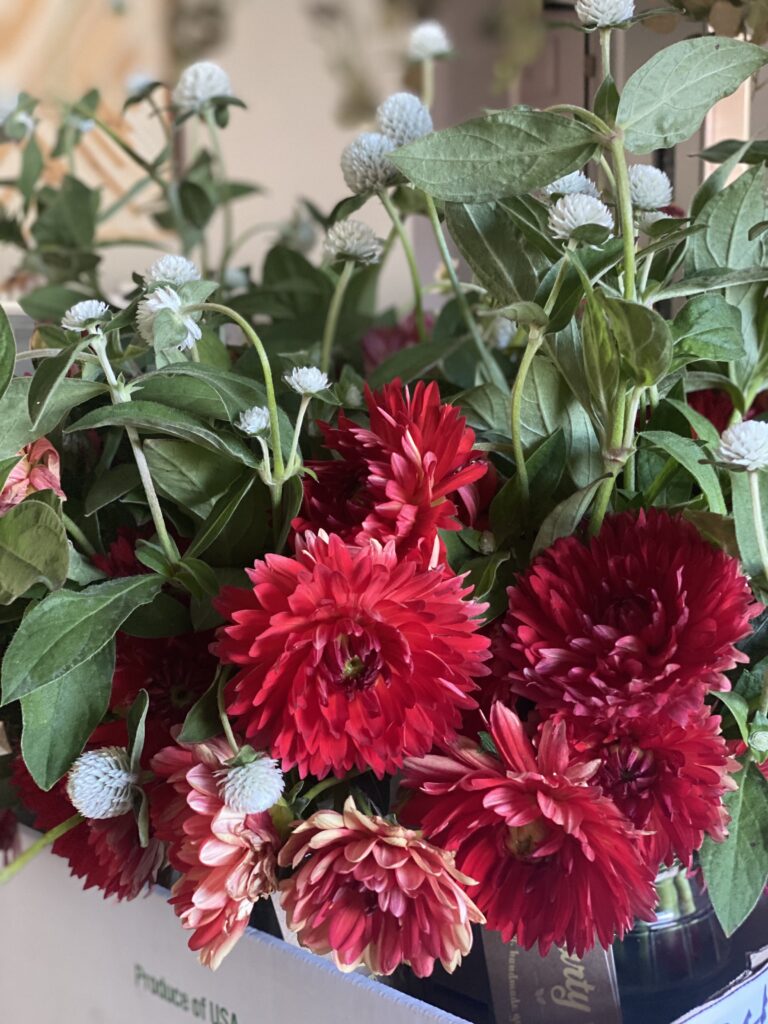 Dahlias