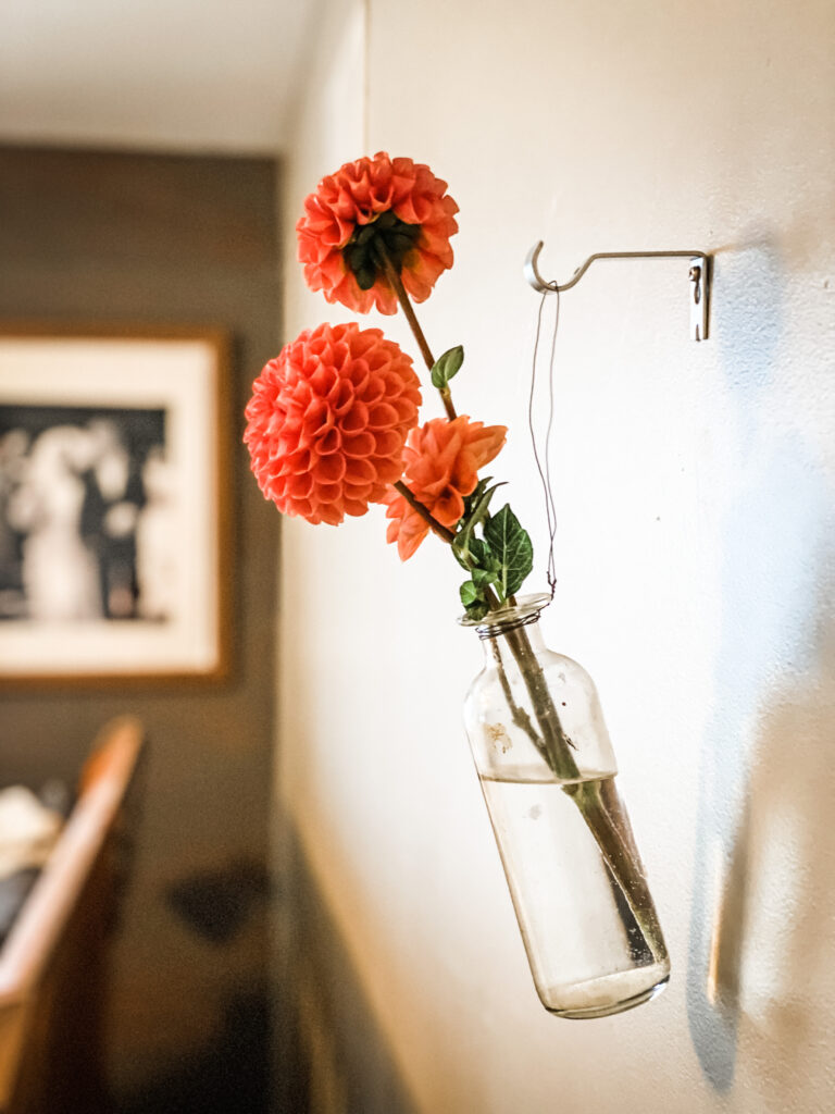 dahlias in a vase