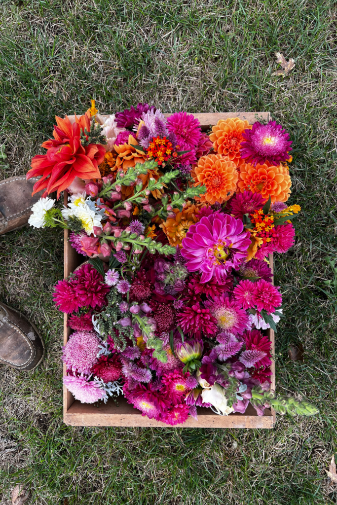 Cut Dahlias