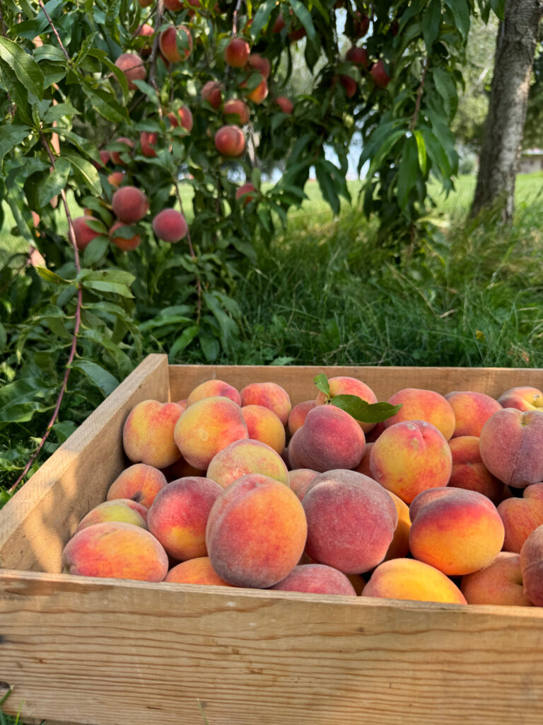 peaches in a wooden crate