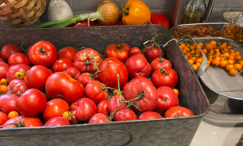 Bin of ripe tomatoes 