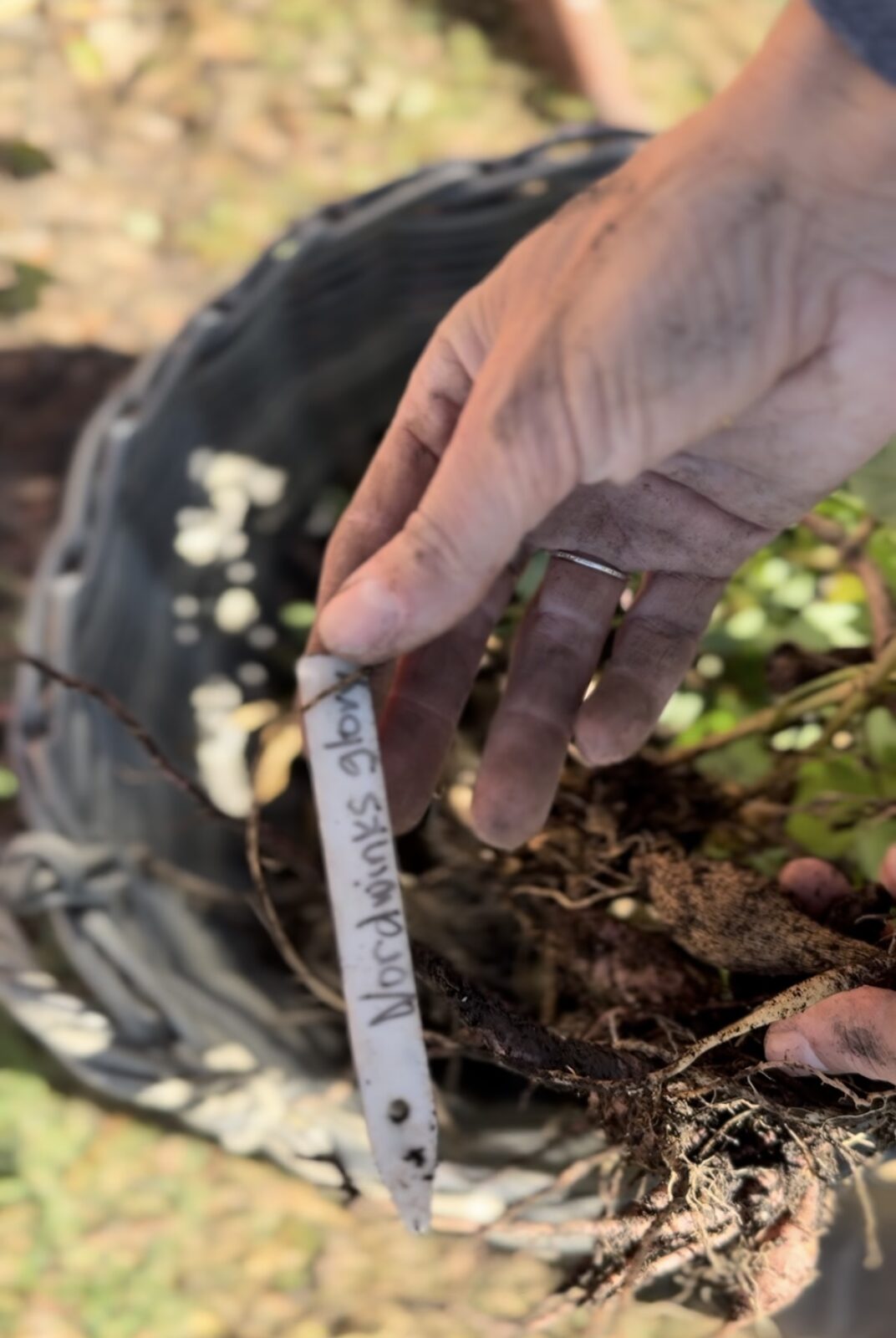 How to Harvest + Store Dahlia Tubers: Preserving the Beauty for Future ...