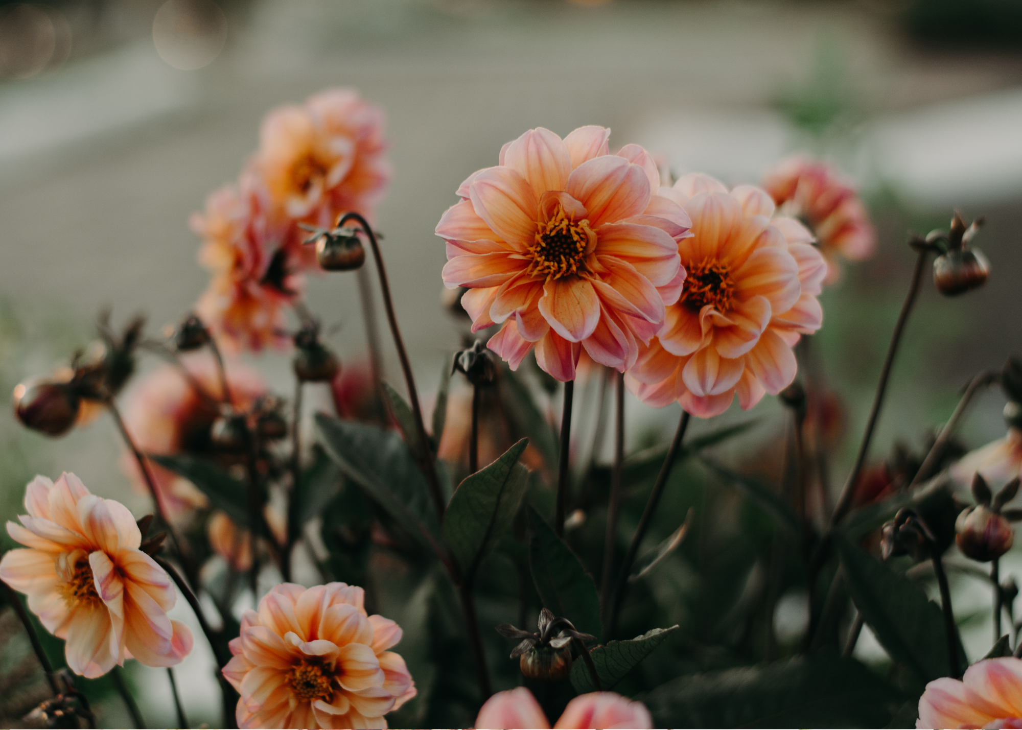 dahlias