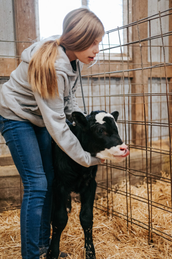 holstein calf