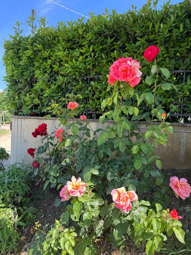 Flowers in Italy